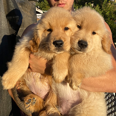 golden retriever puppies shadalane