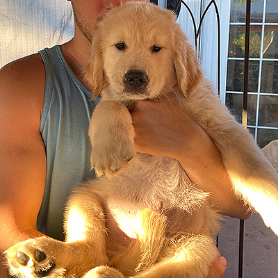 golden retriever puppies shadalane