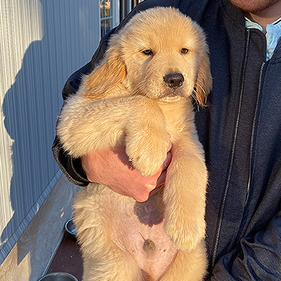 golden retriever puppies shadalane