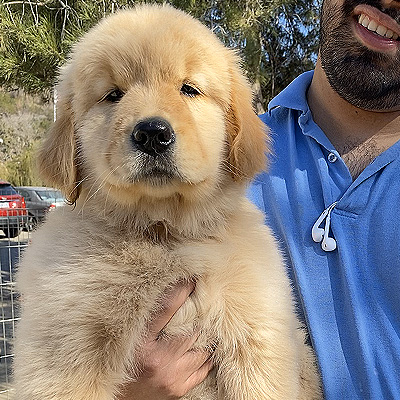 golden retriever puppies shadalane