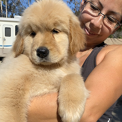 golden retriever puppies shadalane