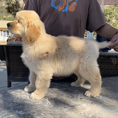 golden retriever puppies shadalane