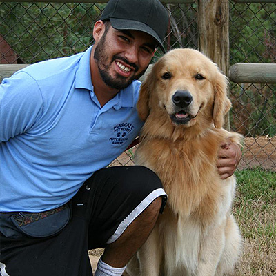 golden retriever puppies shadalane