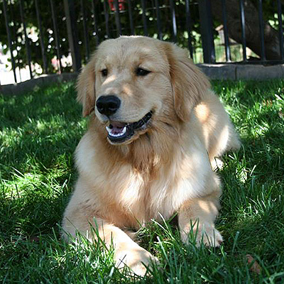 golden retriever puppies shadalane