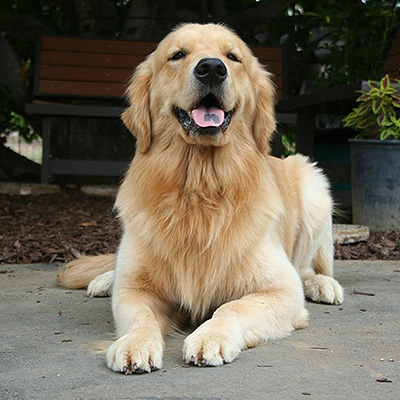 shadalane-dog-grooming