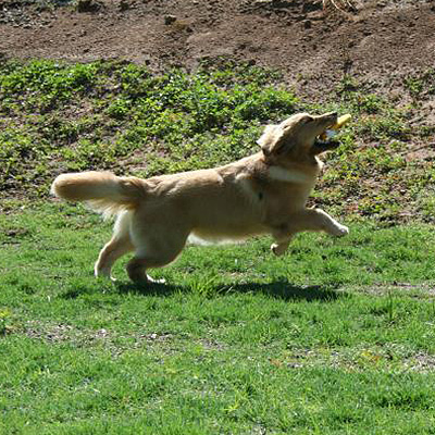golden retriever puppies shadalane